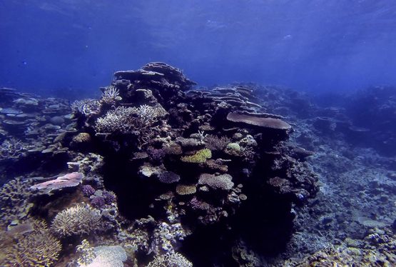 How is climate change impacting coral reefs, and is the outlook for reefs significantly better if we achieve the targets set by the Paris Agreement?